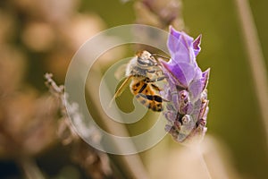 Worker bee collecting pollen from a lavender flower in bloom. Macro close up