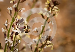 Worker bee collecting pollen from a wild flower in Tupungato, Mendoza, Argentina. Macro close up