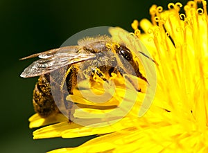 Worker bee gathering pollen from dandelion