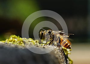 Worker bee, they are need water also not only nectar and pollen