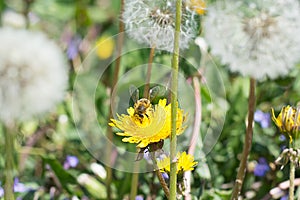 Worker bee on the yellow dandelion