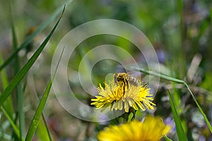 Worker bee on the yellow dandelion