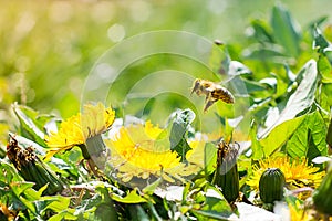 Worker bee on the yellow dandelion