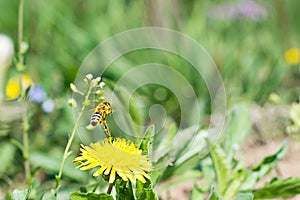 Worker bee on the yellow dandelion