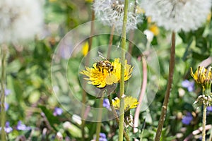 Worker bee on the yellow dandelion