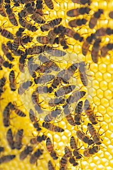 Worker bees building new cells on comb