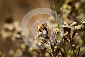 Worker bees collecting pollen from a wild flower in Tupungato, Mendoza, Argentina
