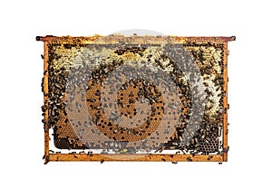 Worker Bees eating honey on a hive frame filled with honeycomb, isolated on a white background
