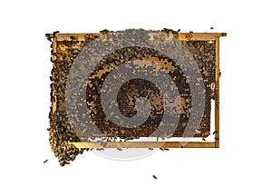 Worker Bees eating honey on a hive frame filled with honeycomb, isolated on a white background