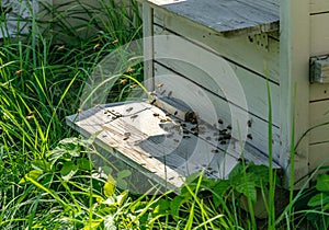 Worker bees fly into a hive with collected nectar