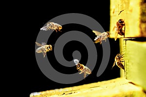 Worker bees fly in and out of the hive. Gold on a black background