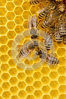 Worker Bees on Honeycomb