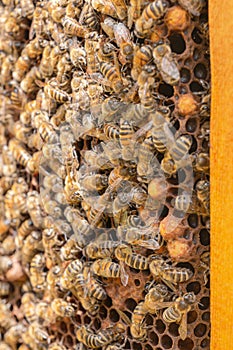 Worker bees near droneâ€™s cells on a honeycomb