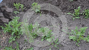 A  worker behind the cultivator ploughs hocks the garden field with potatoes