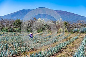 Worker in blue agave field in Tequila, Jalisco, Mexico photo