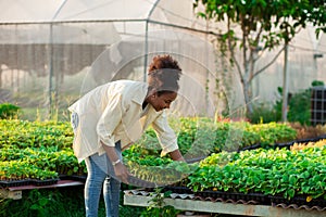 Worker or business owner happy african Work in a greenhouse. Farmer checking quality of seedlings in garden