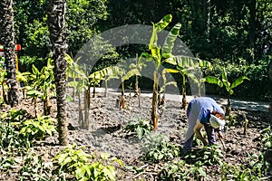 A worker caring for plants in Nikitsky Botanical Garden in Yalta, Crimea, Ukraine. June 2011