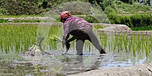 Worker caring Rice field terraces in philippines