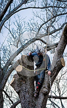 Worker with chainsaw  and helmet cutting down tree