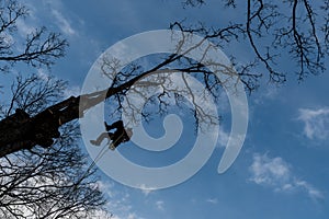 Worker with chainsaw  and helmet cutting down tree