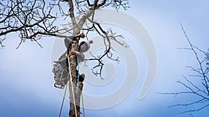 Worker with chainsaw  and helmet cutting down tree