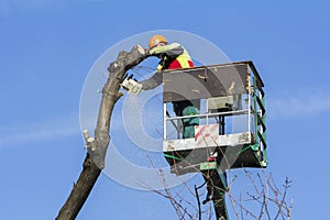 Worker with a chainsaw trimming the tree branches