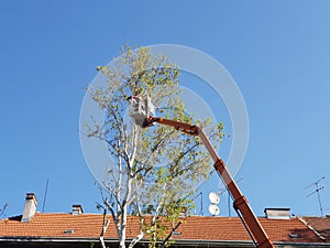 Worker with a chainsaw trimming the tree branches on the high mobile platform