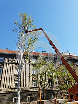 Worker with a chainsaw trimming the tree branches on the high mobile platform