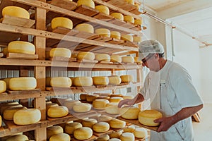 A worker at a cheese factory sorting freshly processed cheese on drying shelves