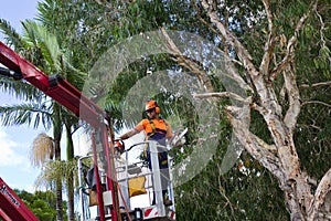 Worker on cherry picker with chainsaw