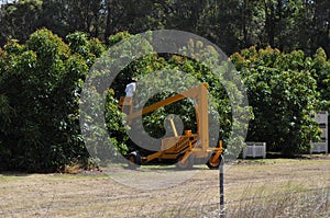 Worker in cherry picker picking fruit avocados in orchard