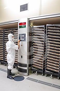 Worker at a chicken egg hatchery inspecting the conditions