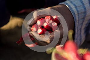 Worker at Chilly farm