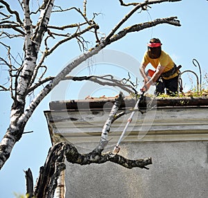 A worker of a municipal utility chainsaw cuts an old tall tree