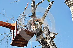 A worker of a municipal utility chainsaw cuts an old tall tree