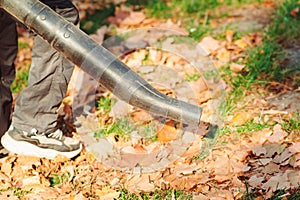 Worker cleaning falling leaves on city street in autumn. Man using leaf blower