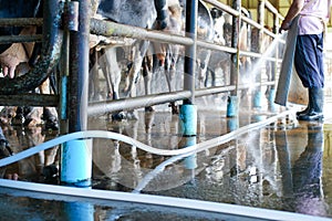Worker cleaning floor and cowshed in dairy farm photo