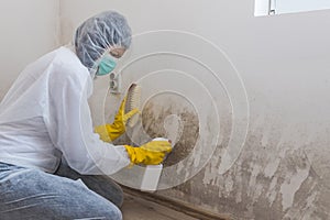 Worker of cleaning service using using spray bottle with mold remediation chemicals and scrubbing brush