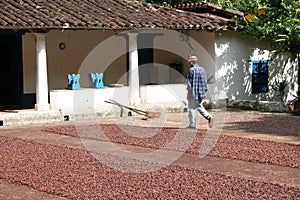 Obrero sobre el cacao 