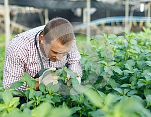 Worker controlling quality of jute