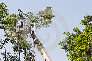 Worker on crane cutting tree branches with a chain saw