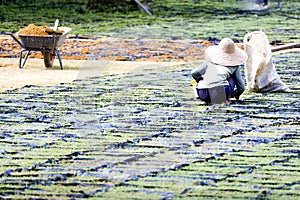 Worker Cultivating Ornamental Grass photo