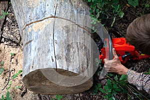 Worker cuts a big stump of a fallen tree with a chainsaw