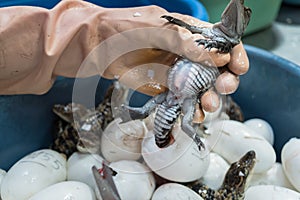 Worker cuts the umbilical cord of a newborn baby crocodile after