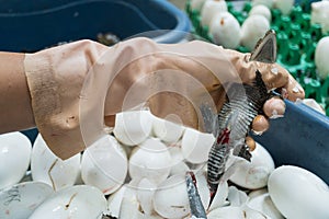 Worker cuts the umbilical cord of a newborn baby crocodile after