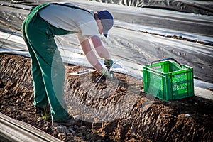 Worker cutting asparagus on field