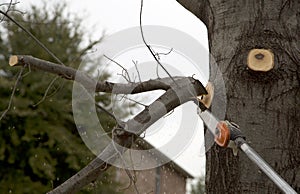 A worker cutting branches with cordless pole saw