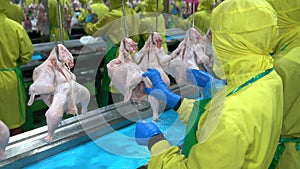 Worker cutting chicken leg that hangs on moving conveyor.