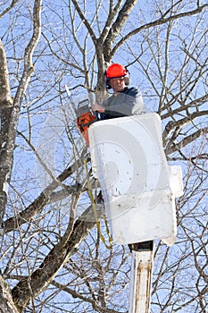 Worker cutting maple tree