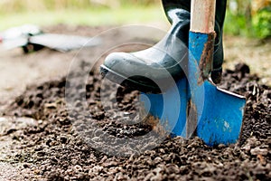 Worker digs the black soil with shovel in the vegetable garden